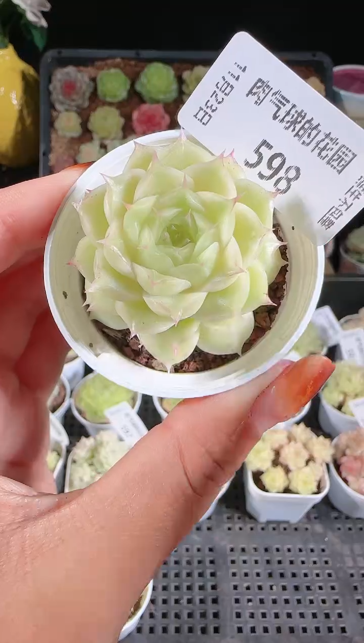 1123-598菠萝23-3群生不包整