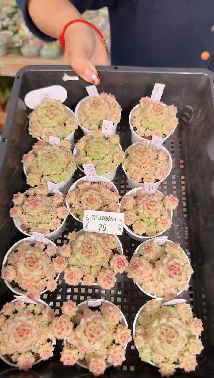 1220-26ttp-23多肉量拍任意发一颗群生不包整