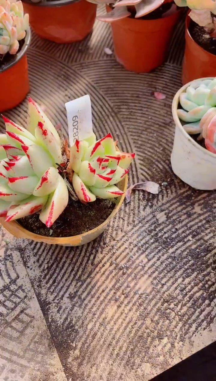 柳**明跃跃精品多肉28209