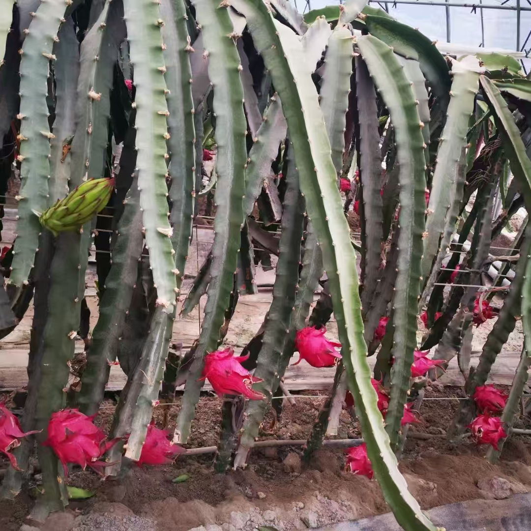 红心火龙果阿克苏本地种植火龙果现采现摘一公斤