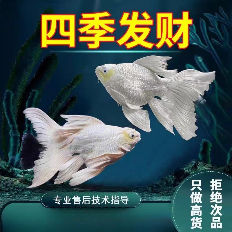 20-23正宗蝴蝶鲤鱼新手好养观赏鱼