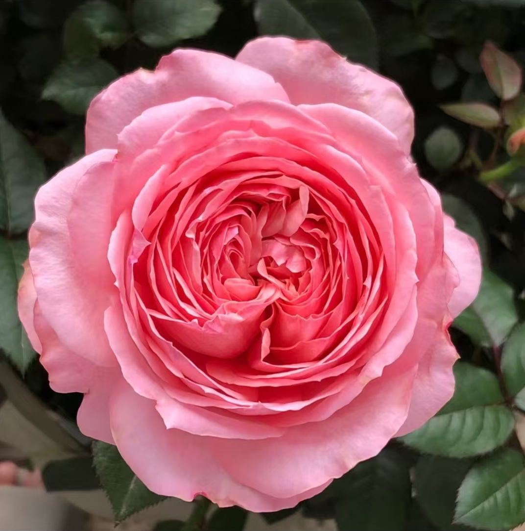 【杨玉环】重瓣多瓣/圆润饱满/玫瑰浓香