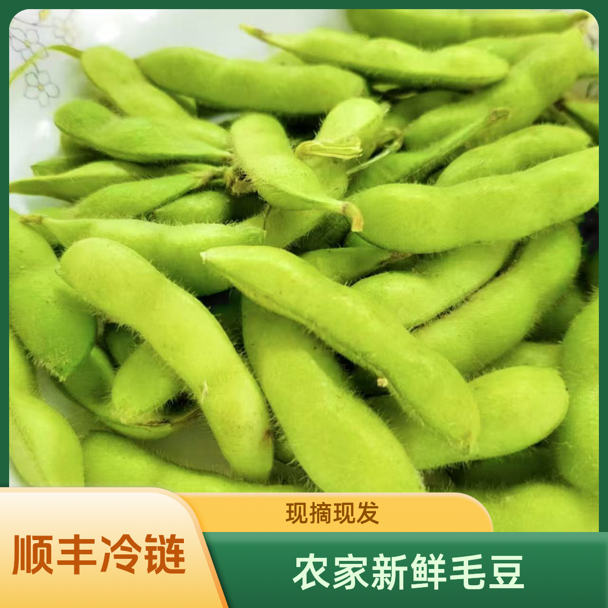 【启东绿色之家】新鲜带壳毛豆现摘现发（顺丰包邮)