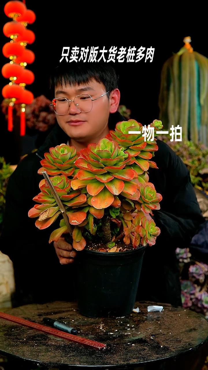 【闪购商品】193红梅