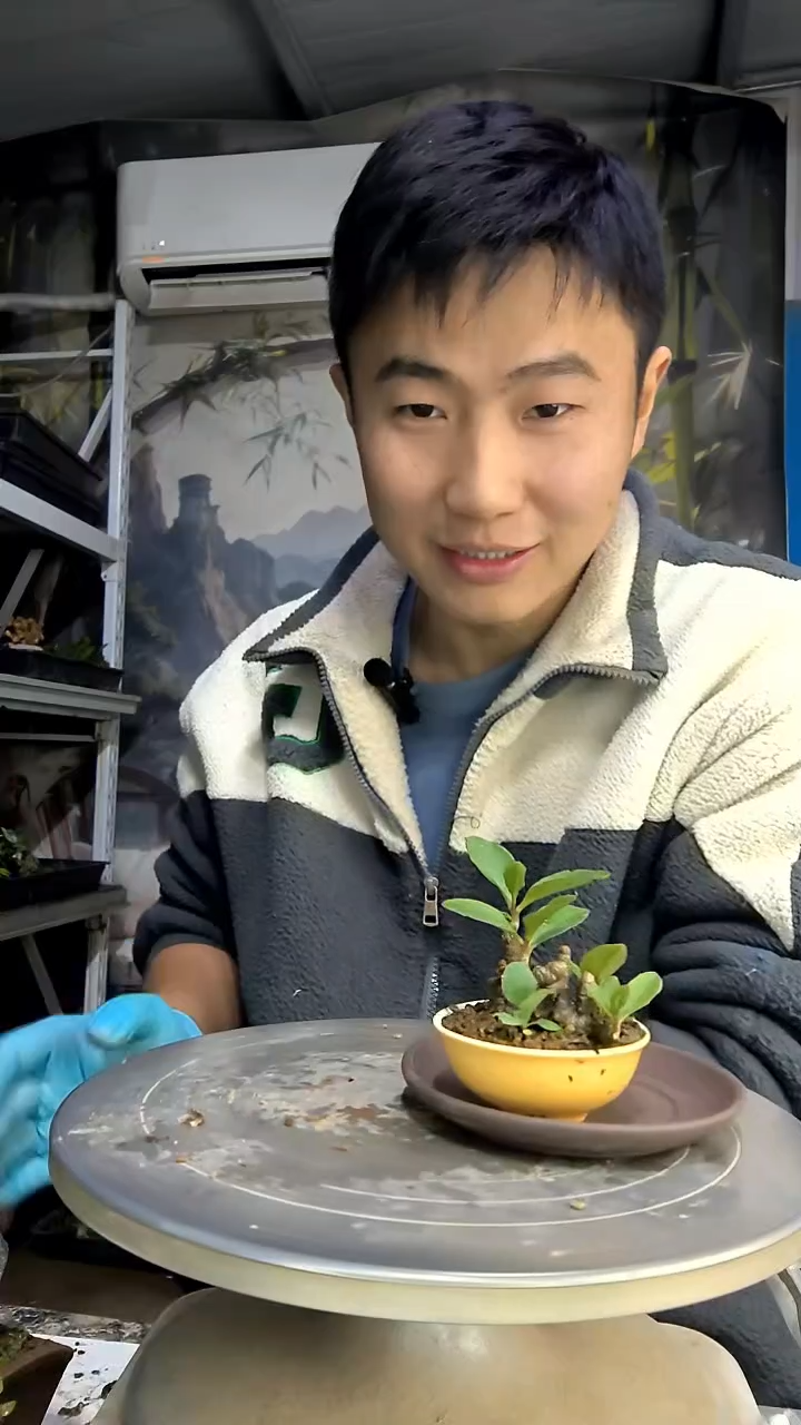 长***斤中青园艺一物一拍花15