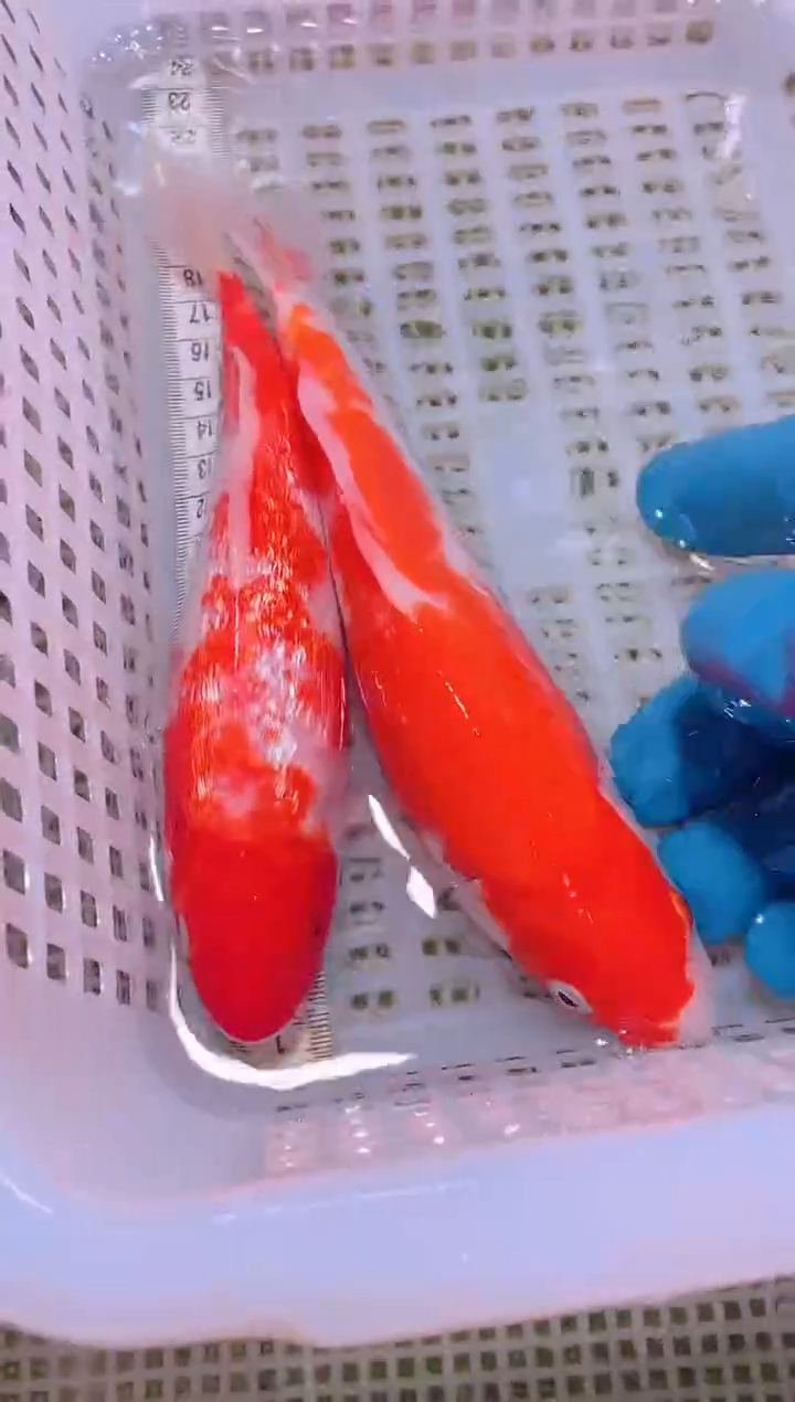 锦鲤冷水观赏鱼全场包邮242