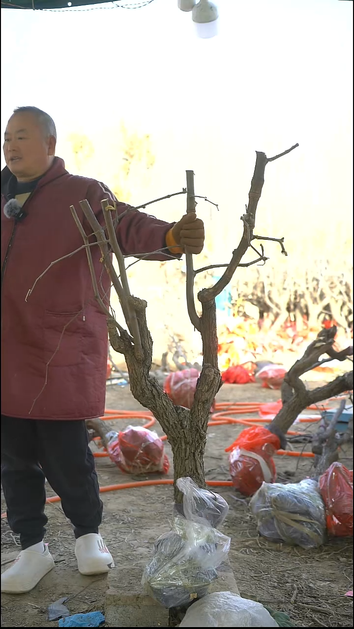 完全开放枣树525