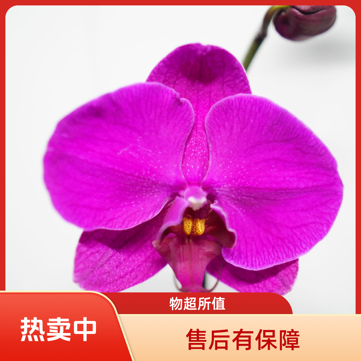 繁星里蝴蝶兰【满园红】（3.5寸)带花带花苞开花珠发货