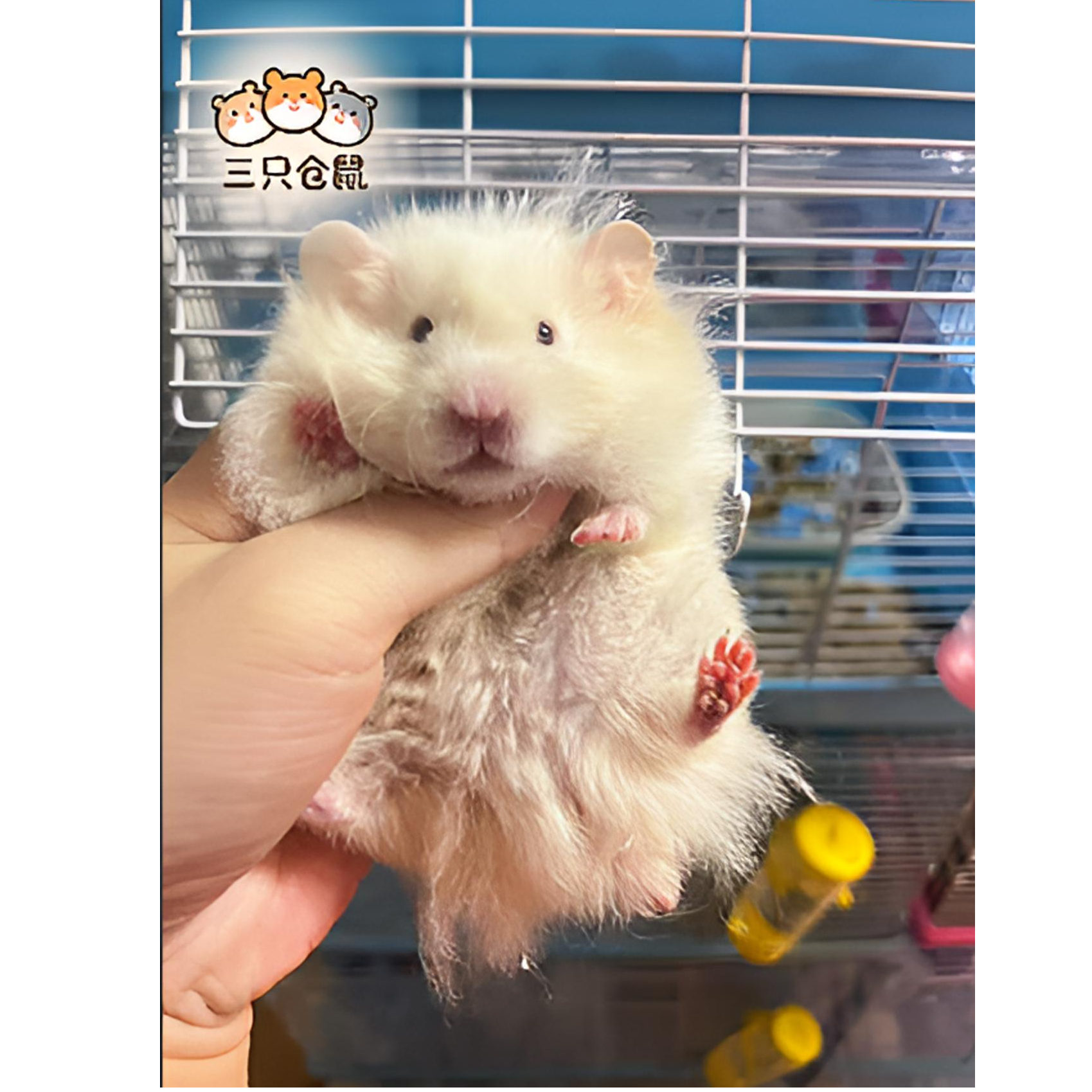 家养卷毛直毛金丝熊米熊虎纹温顺可爱