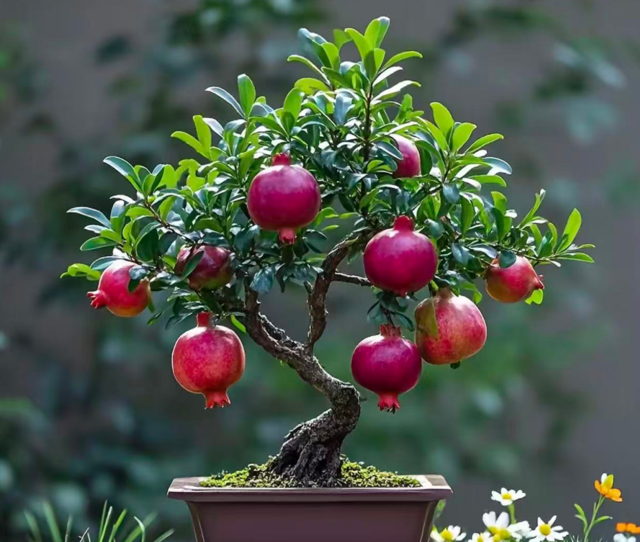 石榴盆景、迎春、山楂、木瓜、紫薇、大红袍、紫玉、紫晶中品盆景熟桩。