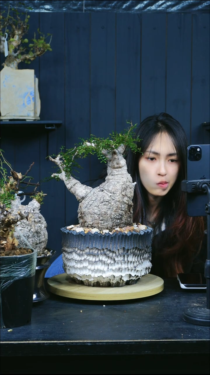 象足漆树象足漆树