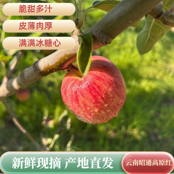 云南昭通高山当季现摘脆甜多汁新鲜冰糖心红露苹果2/5斤装