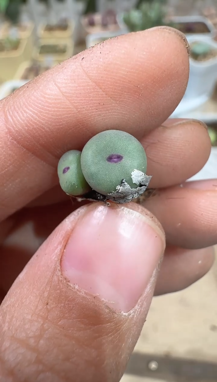 M*28-415多肉植物肉锥0089