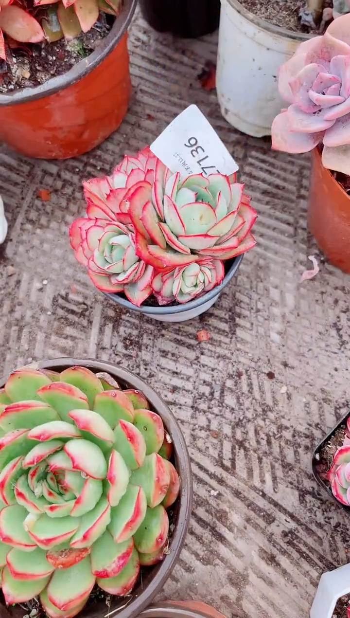 初*跃跃精品多肉27136