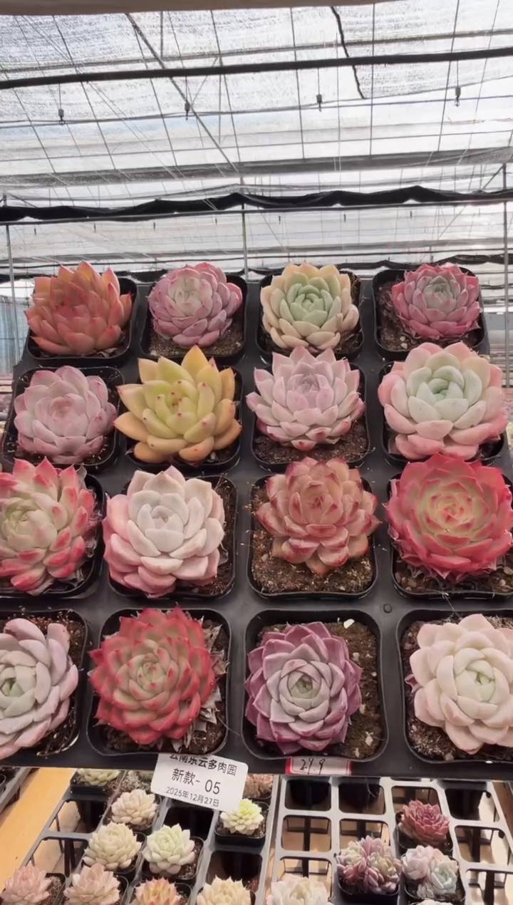 东云多肉园新款-05