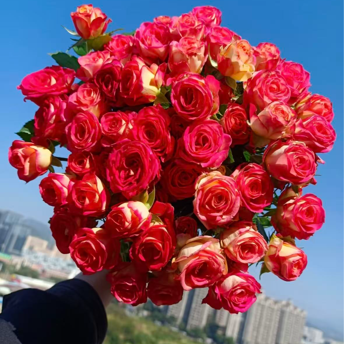  【爱丽丝多头玫瑰】云南基地鲜花 优质鲜花