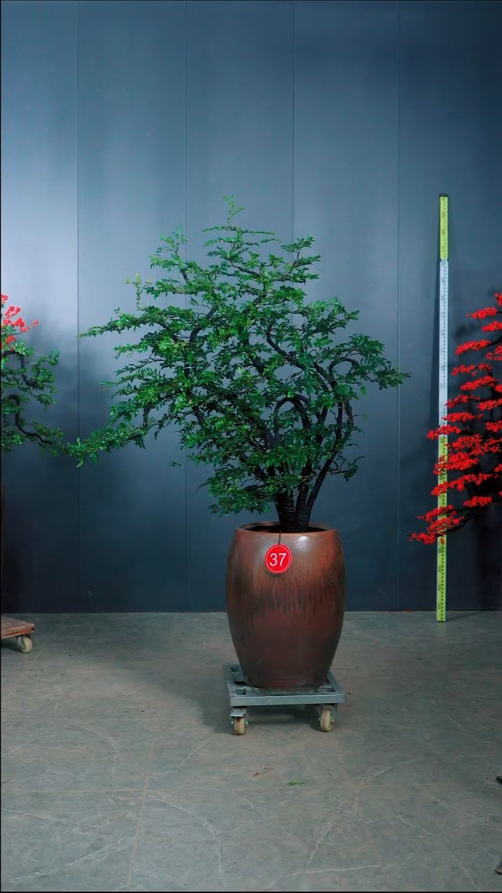 无花朵m*广东的小叶紫檀.37号