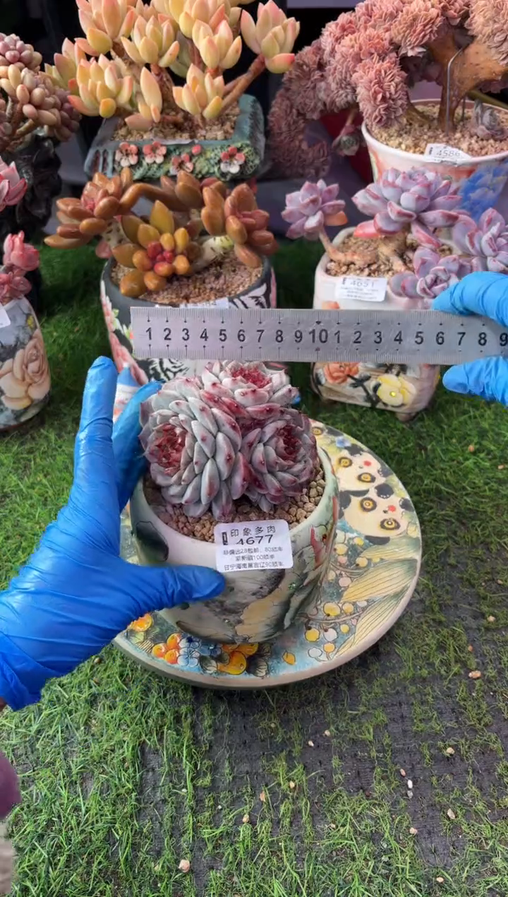 昆明印象多肉4677