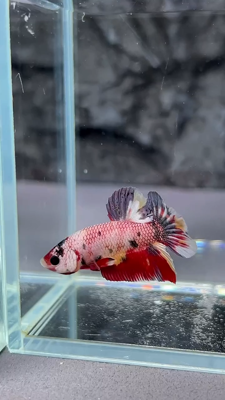 斗鱼竞拍链接A040