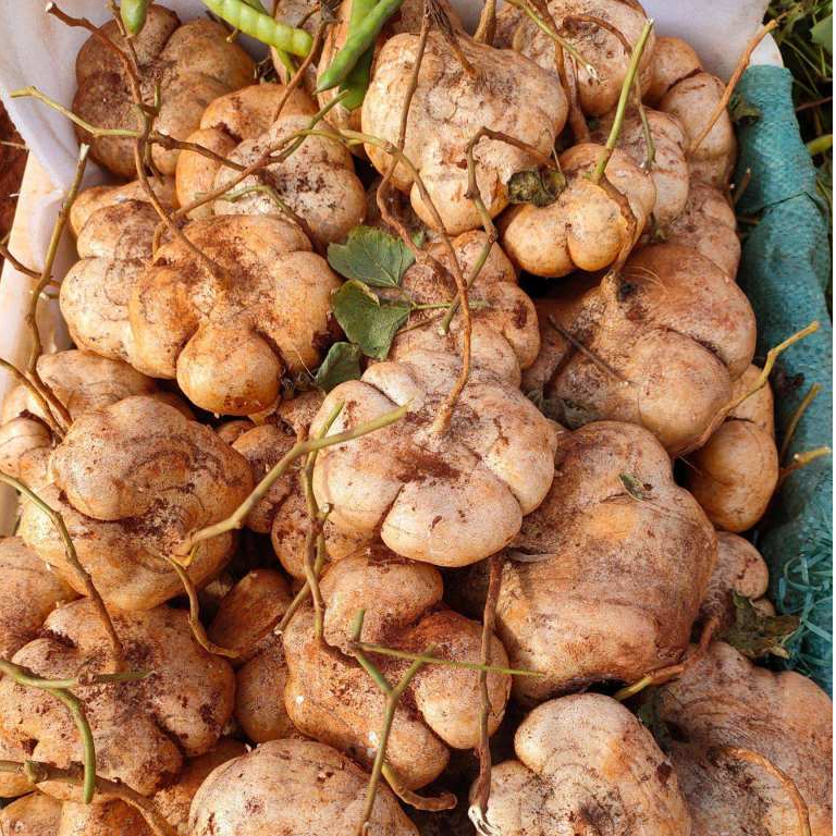 【凉薯】湘西农村种植凉薯地萝卜现挖现发