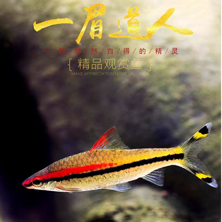 一眉道人鱼苗热带观赏鱼群游草缸淡水好养小型鱼