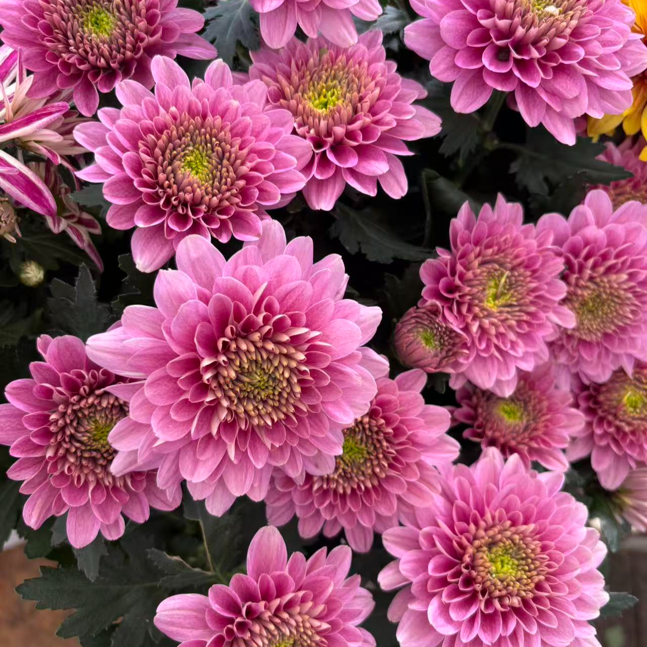 （半开）香槟粉 荷兰菊盆栽花苗多季节开花耐热花量大新手易养护