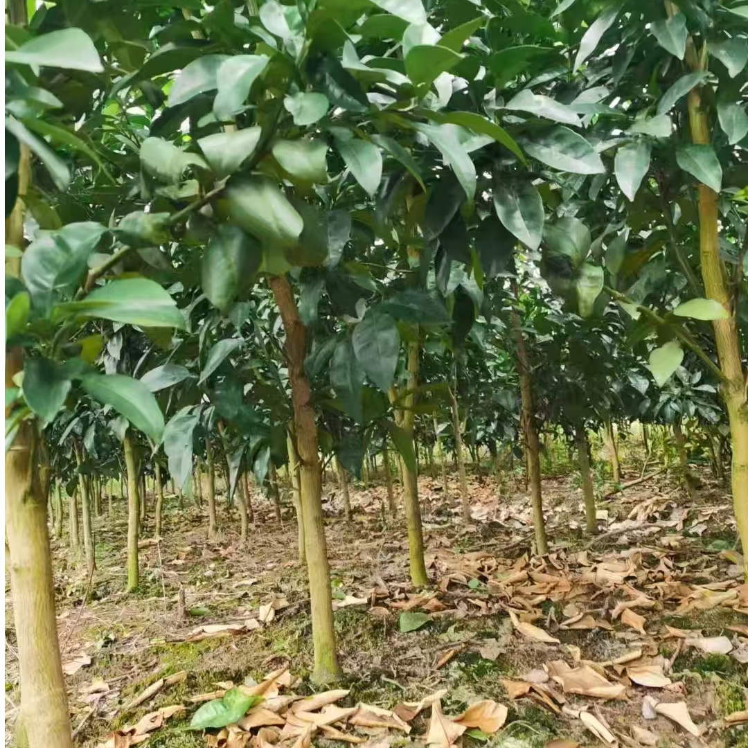 柚行者江西马家柚果树苗秋季热销