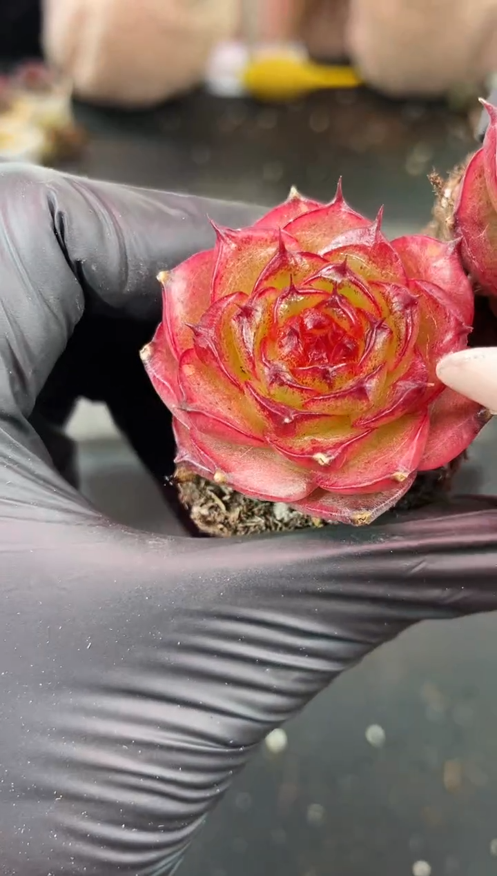 闪购1241  极昼多肉一颗   3.8-4厘米