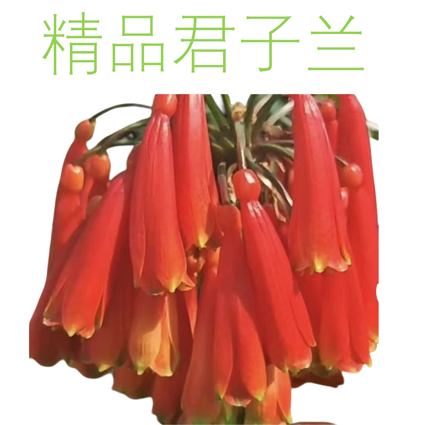 精品君子兰一物一拍新疆西藏海南不包邮