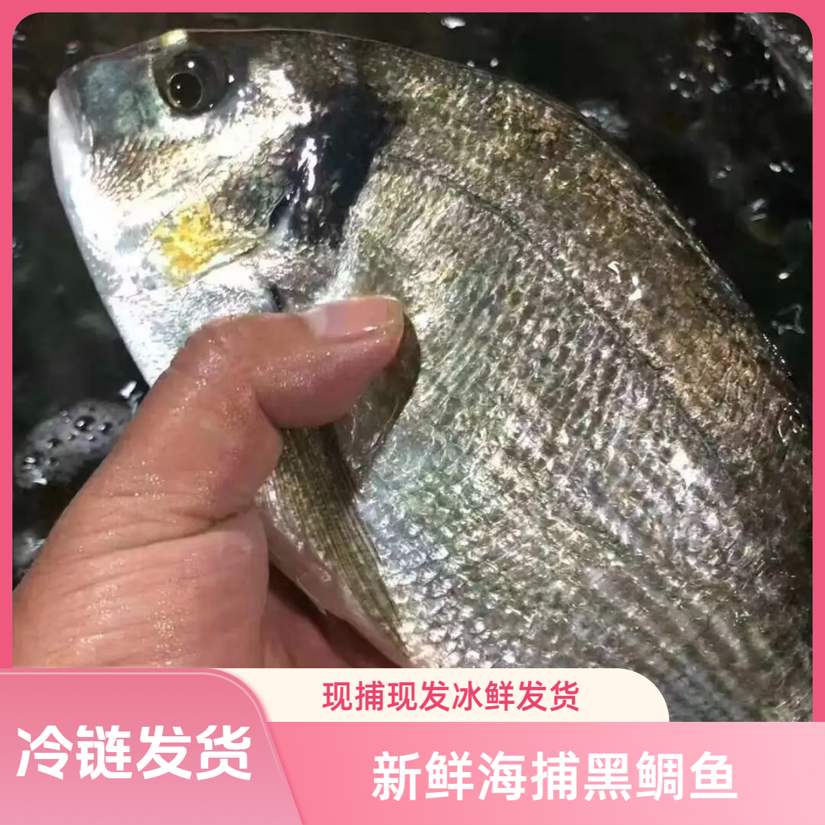 福建东山岛金头鲷1.2-1.8斤/只3斤刺身食材三文鱼冰鲜发货马友鱼
