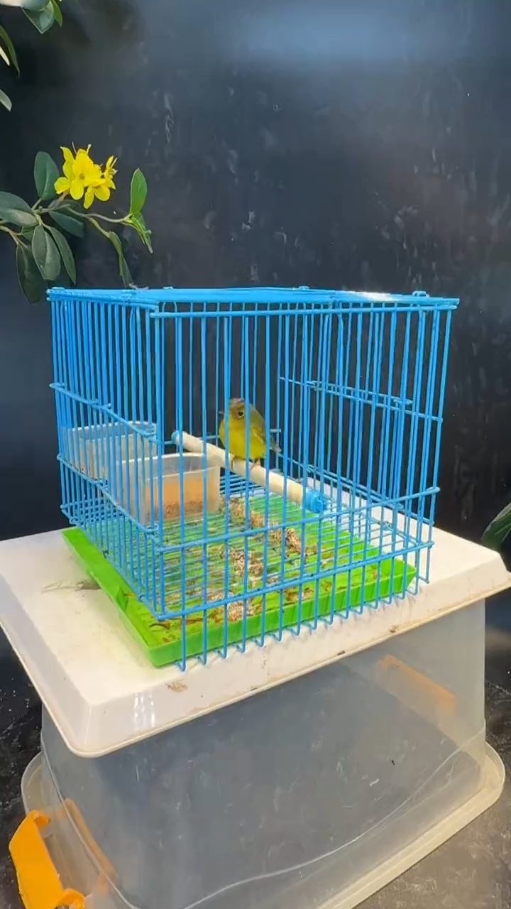 64号 金框 养笼  0元起拍