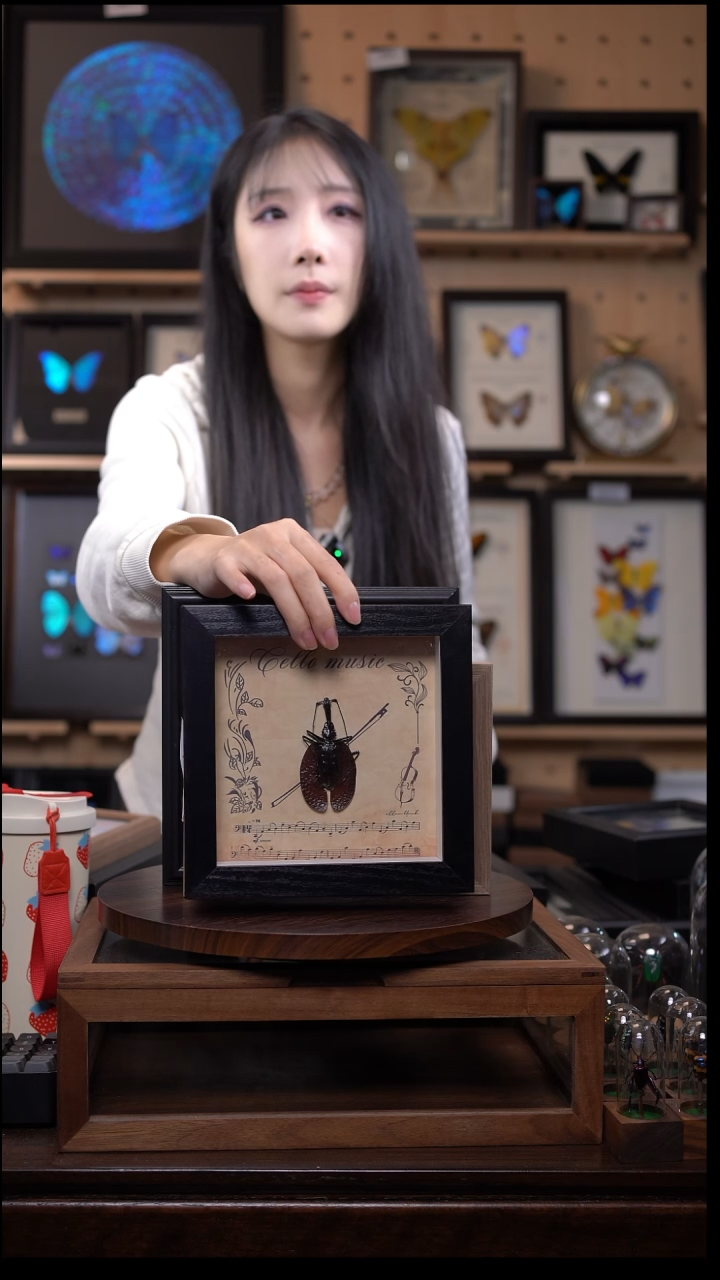 小提琴布甲标本摆件