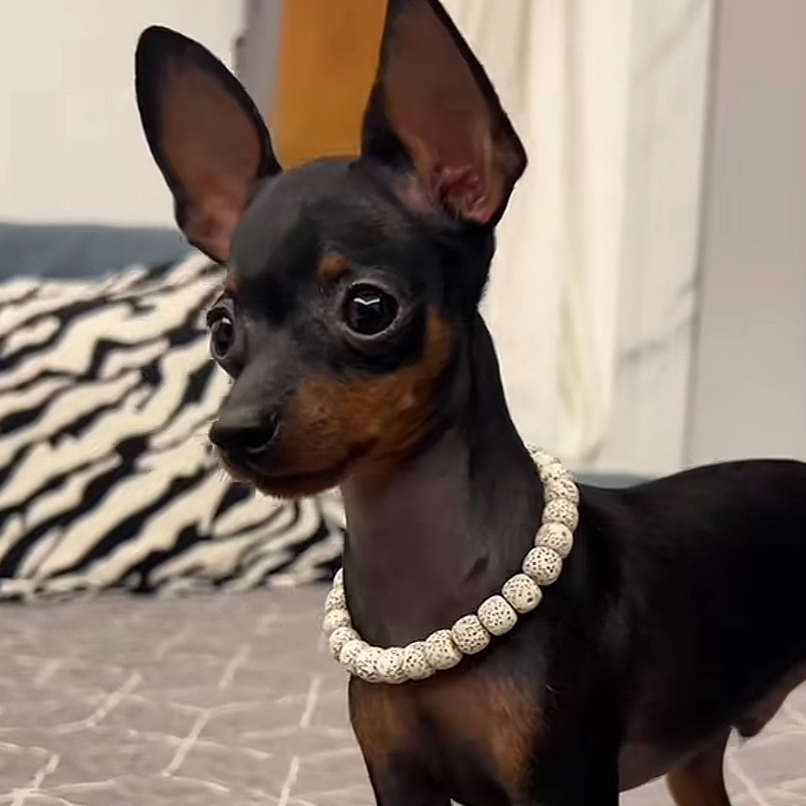 【鑫琦宠物】金毛腊肠小鹿犬博美比熊犬舍宠物狗狗活体幼犬