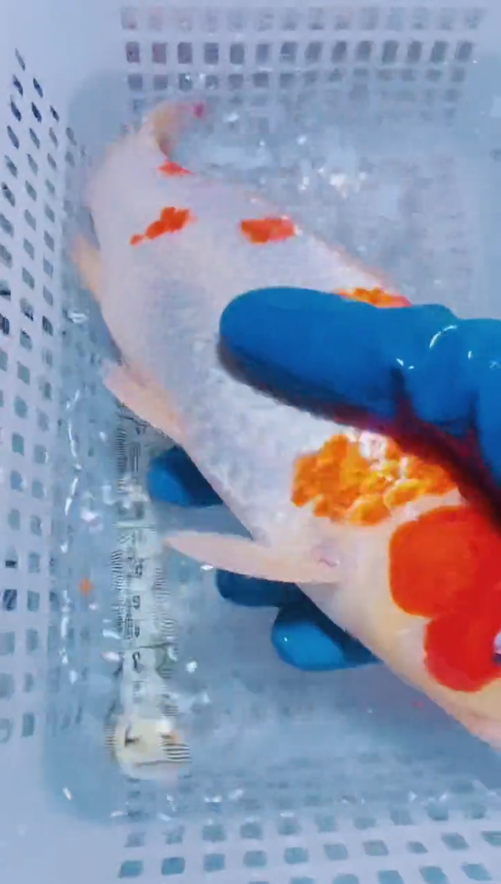 锦鲤血统锦鲤全场包邮11