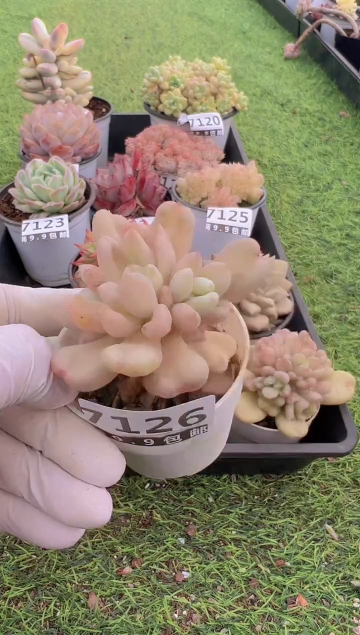 【闪购商品】信福多肉一物一拍