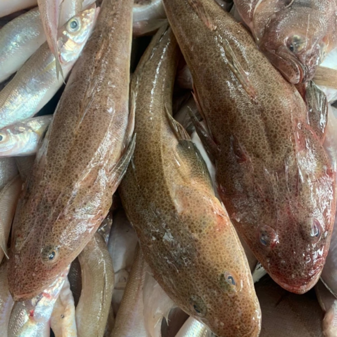 大连发货  野生辫子鱼(顺丰包邮）