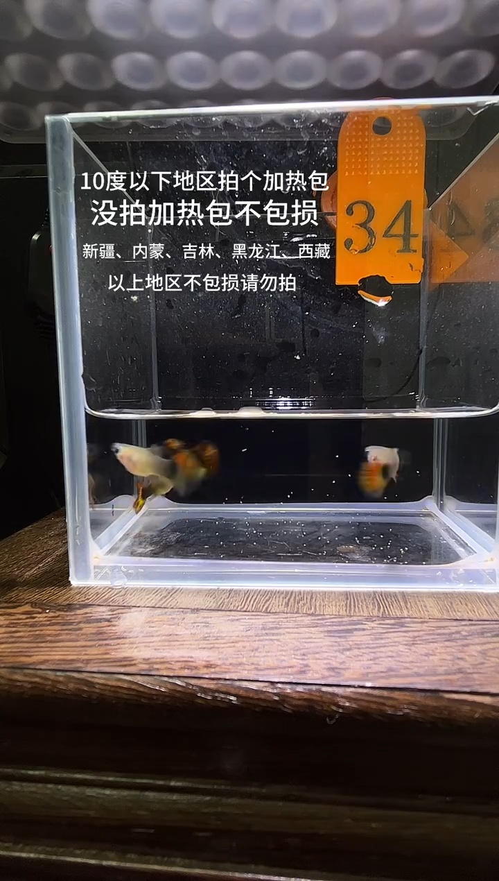 孔雀鱼小蜜蜂跑红短34