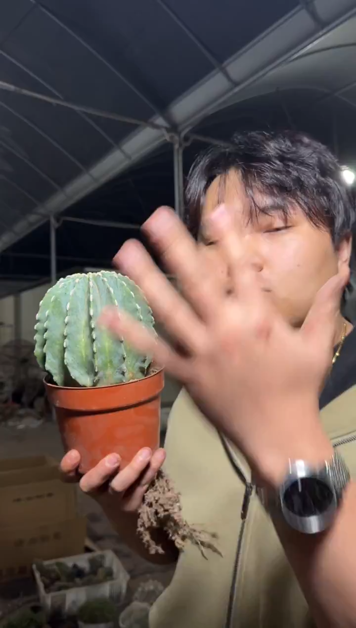 大大号 无刺王冠龙【带根】