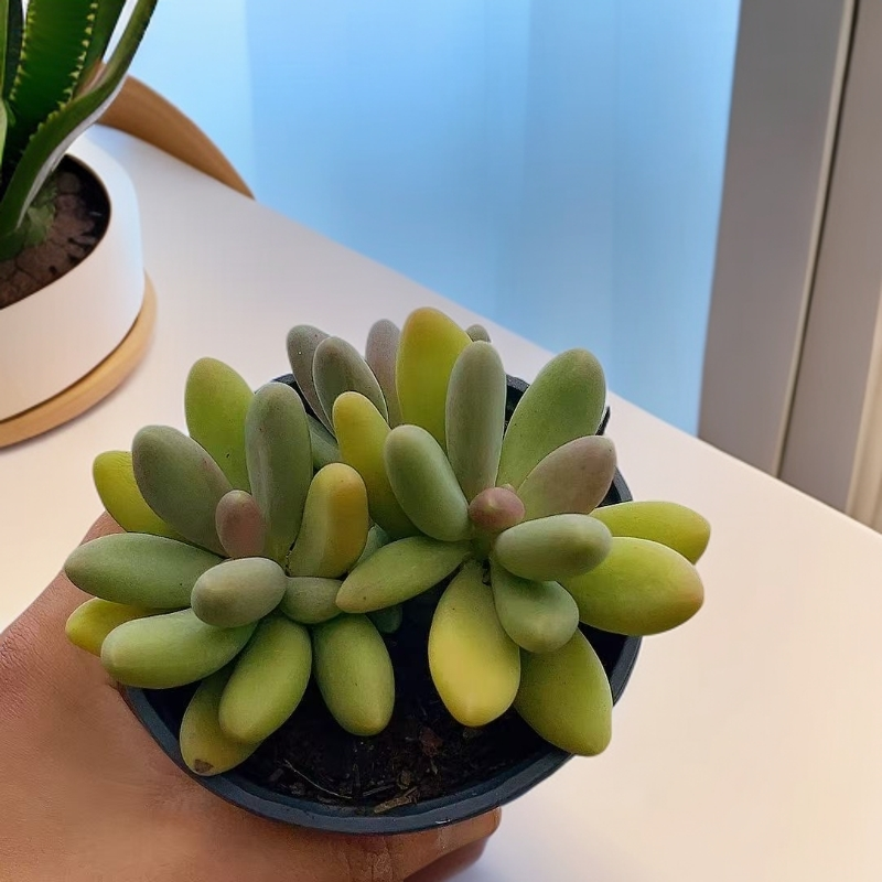 糖果美人 （带盆） 多肉【满15包邮】 以直播间为准  精品