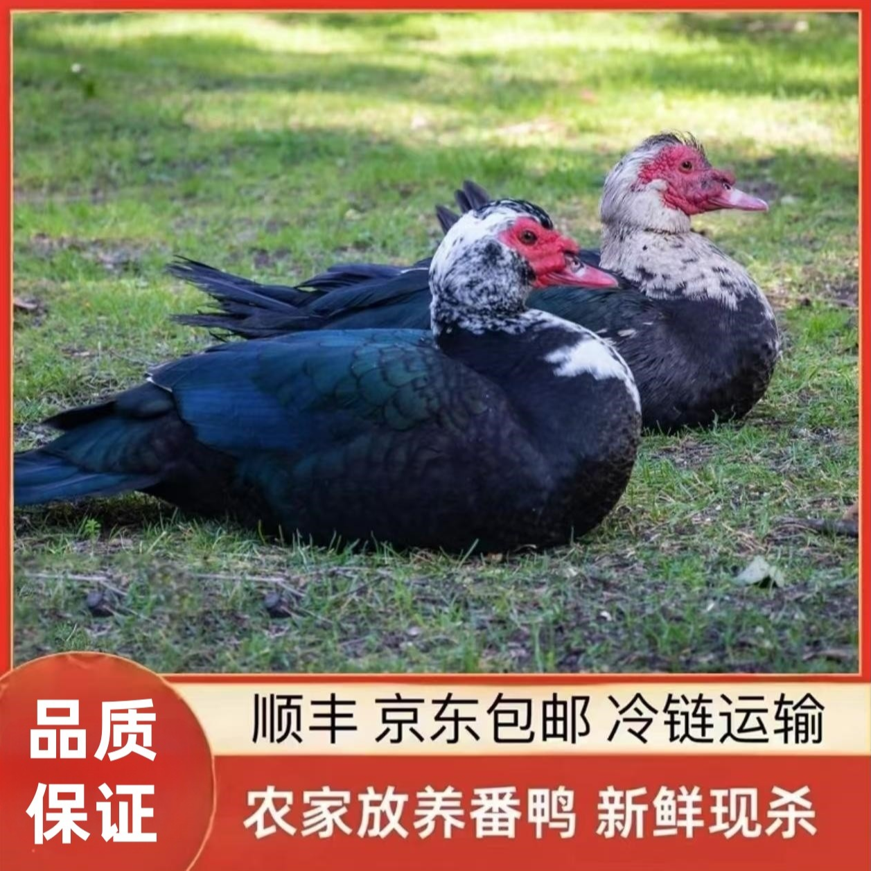 【大牛家】 农村散养番鸭 发2只净重共8-9斤 冷链发货