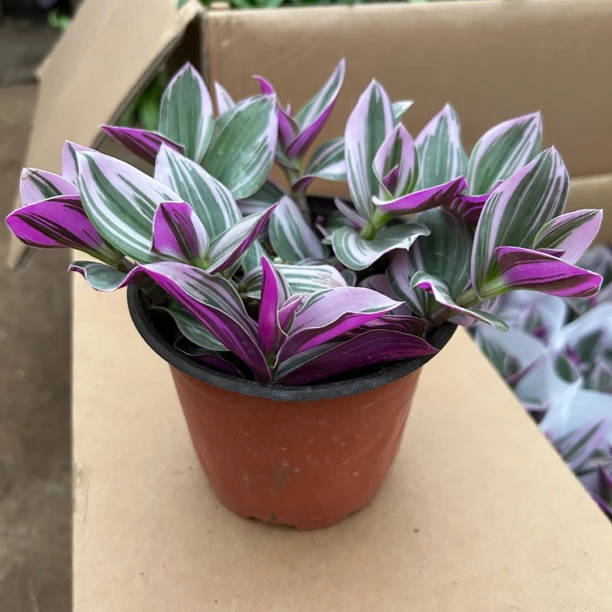 【如意】油画吊兰婚礼颜值植物