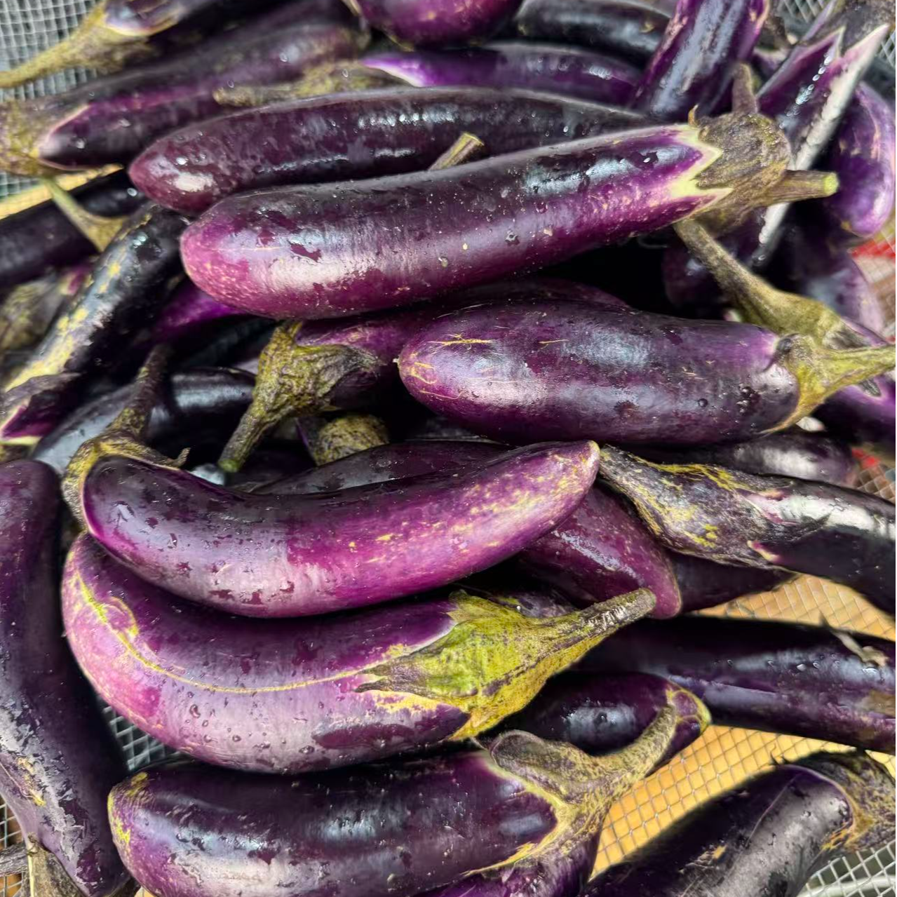 新鲜紫茄子 农户自种 现摘现发