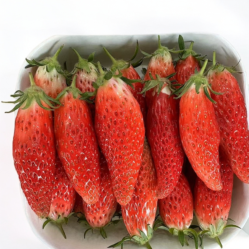 香蕉草莓 山东 约500/斤