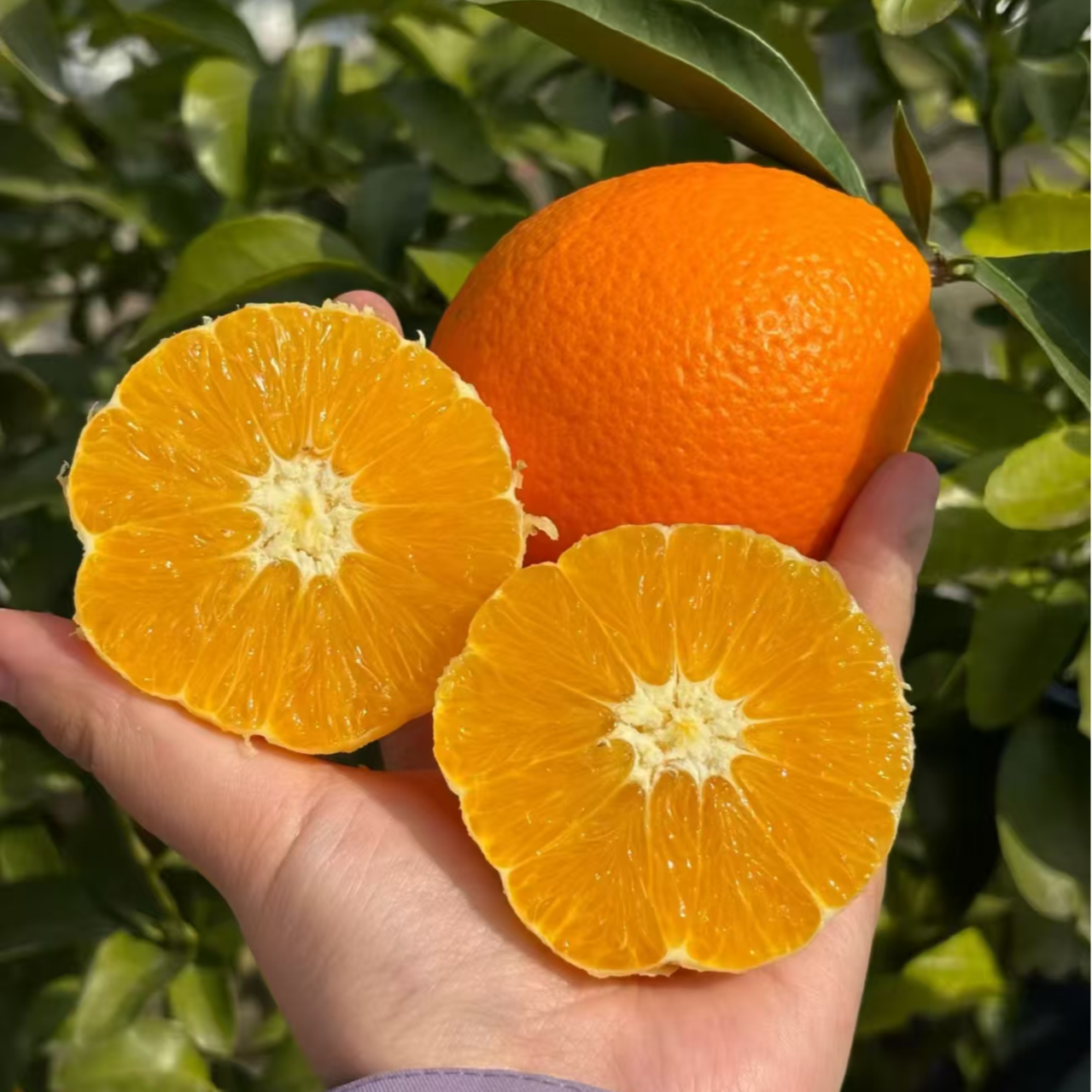 正宗高山脐橙当季水果新鲜采摘产地直发纽何尔