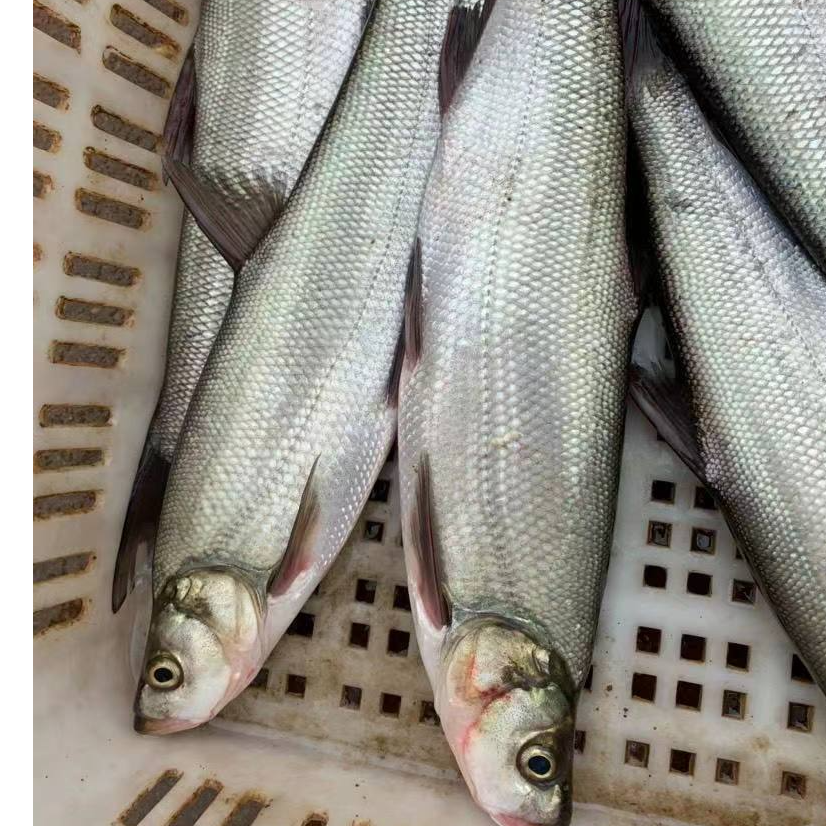 四川米级翘嘴 生态养殖 渔场直发