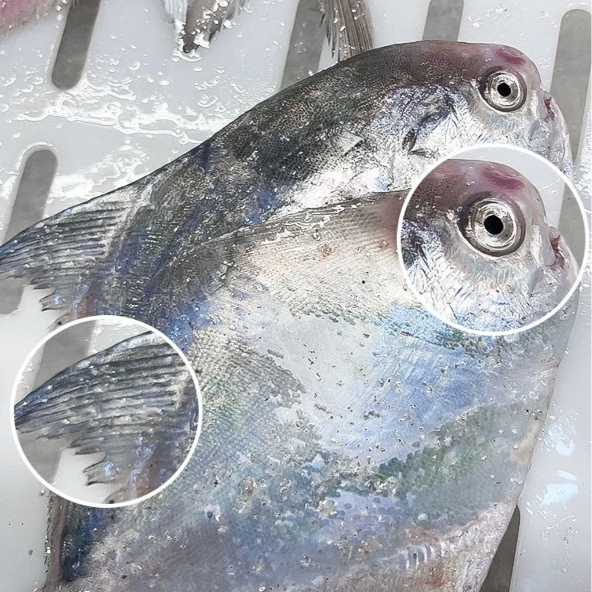 东海热气鲳鱼海鲜(黑白统货)发一斤6条到手净重4斤冰鲜发货小鲳