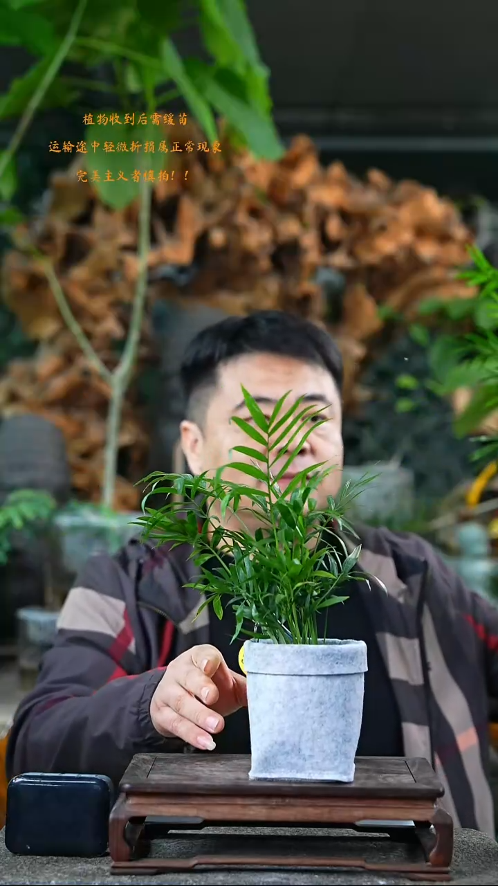 完全开放椰子514T