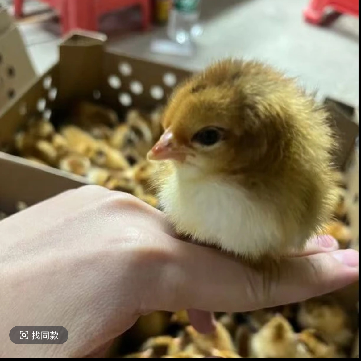 宠物鸡嘛鸡55个包邮