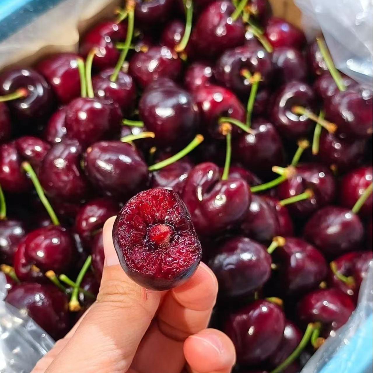 桑提娜车厘子3J500g海运桑提娜智利