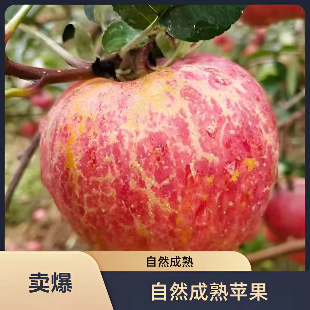 正宗云南丽江宁蒗高山丑苹果冰糖心新鲜脆甜多汁现摘水果